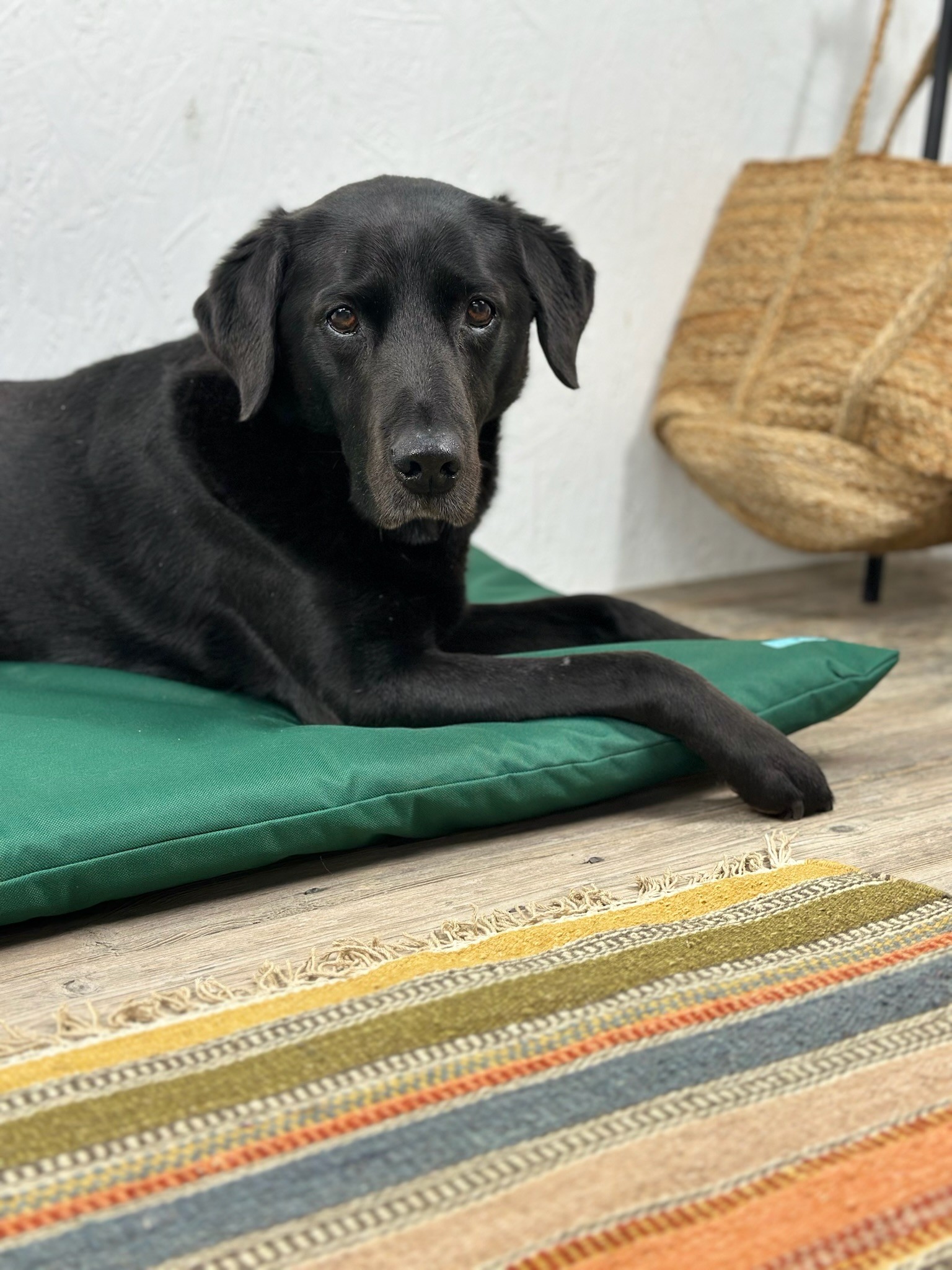 A closer look at Easy-Cleaning Flat Dog Crate Bed